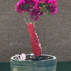 Bougainvillea with Pink Flowers
