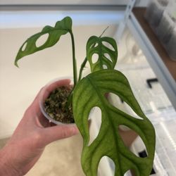 Monstera Esqueleto Top Cut