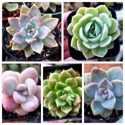 *SUCCULENT SALE TODAY ONLY* Buy 5 Get 1 Small Succulent Free