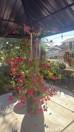Bougainville Hot pink