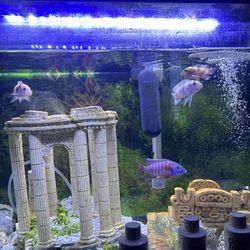 40 Gallon Fish Tank 