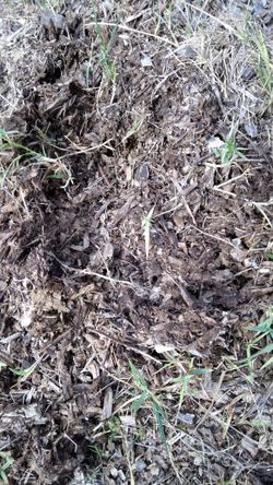 FREE MULCH, 4 YARDS, YOU MUST PICK UP.