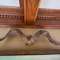 Ram Horns Taxidermy Wall Art