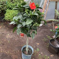 President hibiscus Braided tree