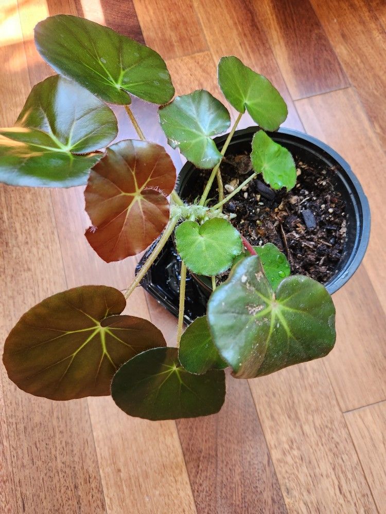 🌿Red Green Shiny Leaves indoor plant (Beefstack Begonia)