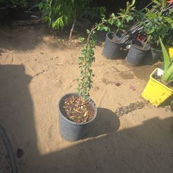 Guamuchil Tree