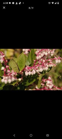 Pair of Salal aka Shallan