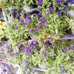 Hanging Plants, Flower Baskets, Potted Plants, Flower Garden Misc Flowering Pots