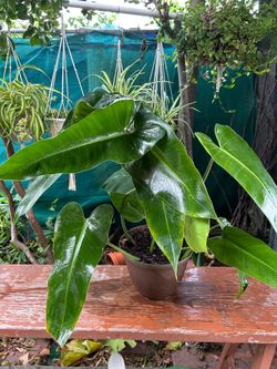Plants Indoor