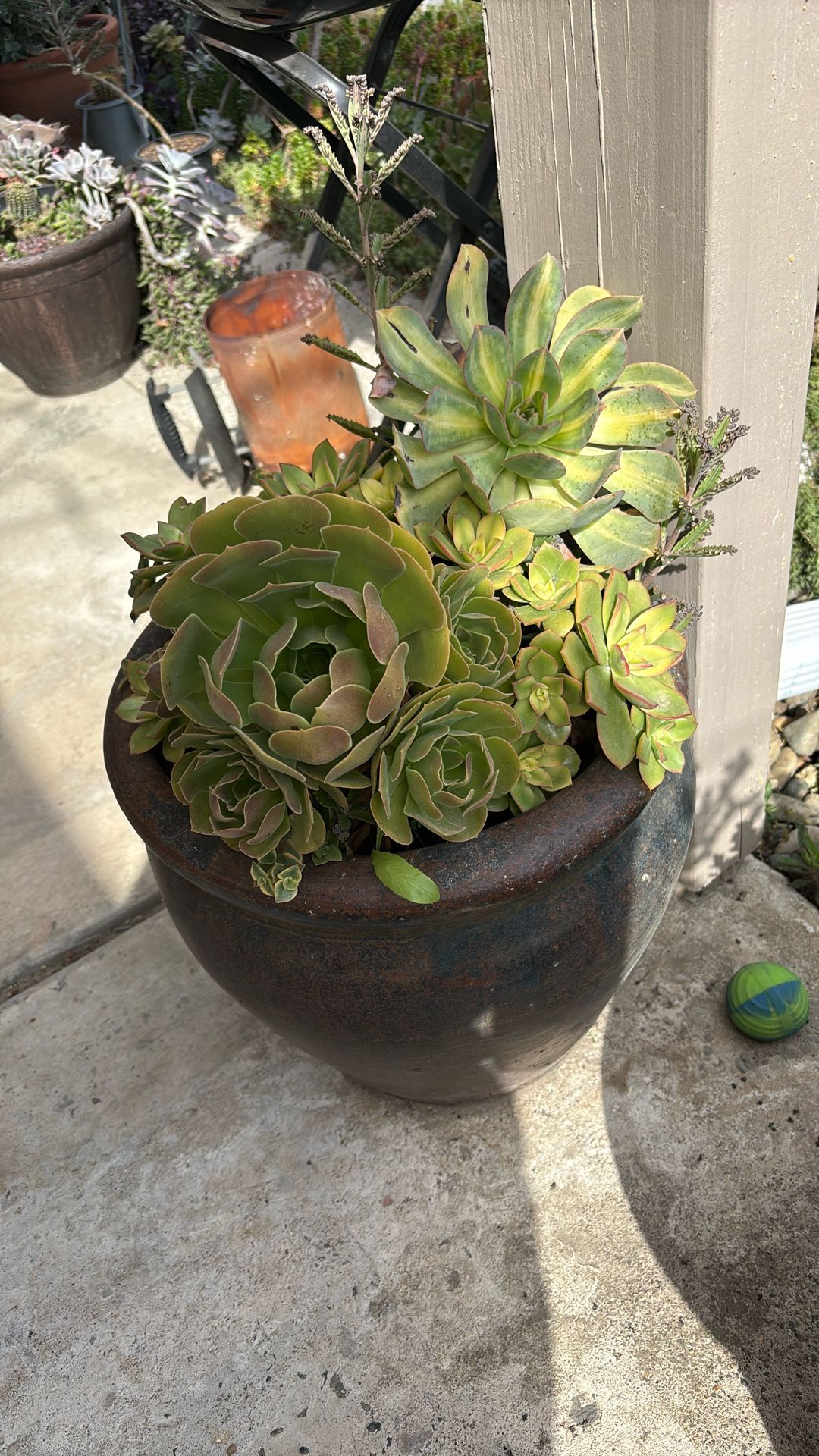 Nice Large Pot With Succulents