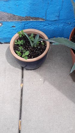 Maguey de México