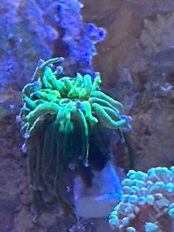 Torc coral starting at $42 per head plastic