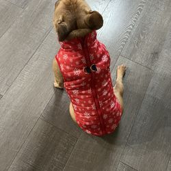 Pets Stuff 