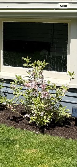 Variegated Weigela (5 available)