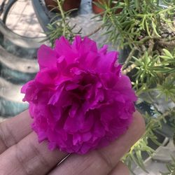 Amor Por Once Horas.  = Portulacas 