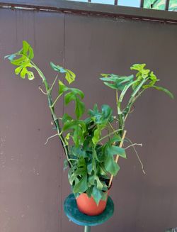 6” Raphidophora Tetrasperma