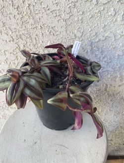 1.5 Gallon Pot Succulent Plant- Tradescantia Zebrina Evanesce - Wandering Dude - Live Succulent - Rooted & Established - Drought Resistant - 🪴