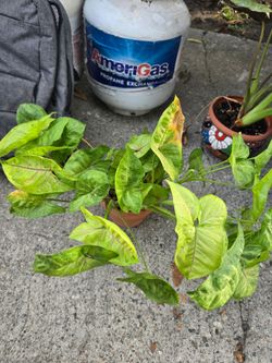Small Syngonium