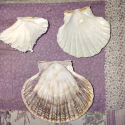 Shells