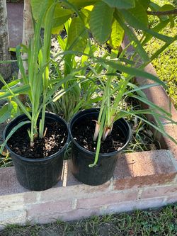 Lemon lime plant