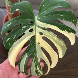 Mature Monstera Thai Constellation***** IF LISTED ITS AVAILABLE ****
