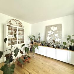 Plant Collection – $350 OBO – First Come, First Serve!
