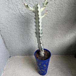 15inch  Euphorbia  Lactea variegated  plant