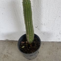 Cuctus Plant  For Garden