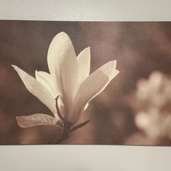 IKEA PJÄTTERYD Magnolia Canvas Print – Excellent Condition