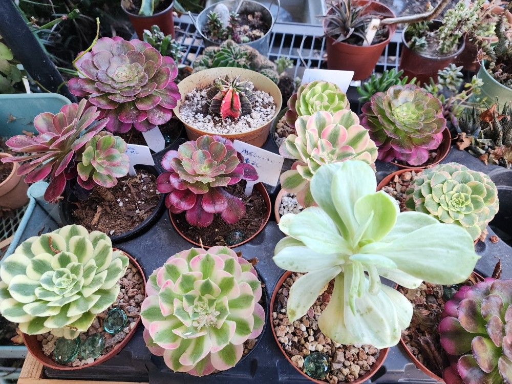 PLANT SALE ALL THIS WEEK IN SAN LORENZO SUCCULENTS !!
