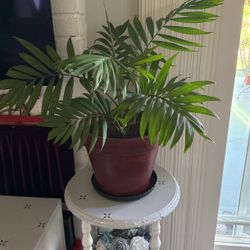 Parlor Palm