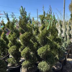 Green Juniper Spirals 