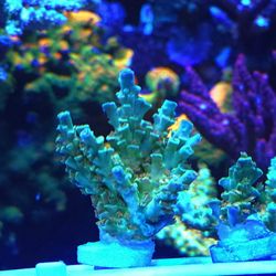 Fake Coral Decorations