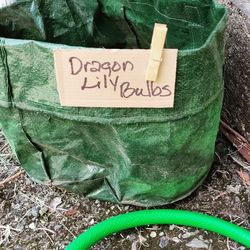House plants, strawberries, dragon lily bulbs