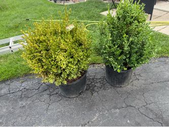 Green Velvet Boxwood Shrubs