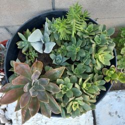 Mixed Succulent Arrangement in Black Pot