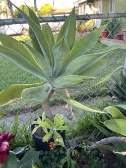 Agave.