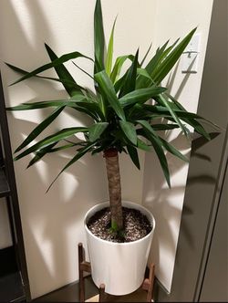Yucca plant + stand