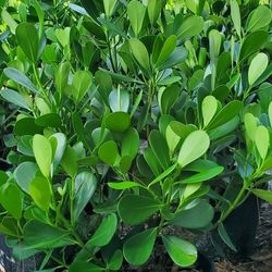 Clusia Price Includes Installation 7 Gallon 