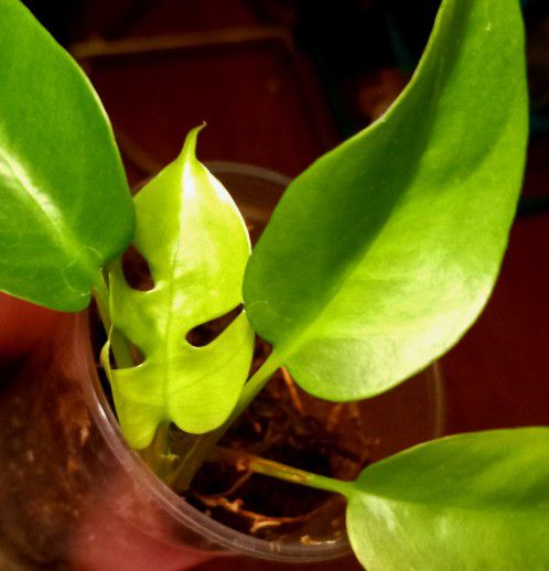 Rare/ Uncommon Ginny Philodendron / Rhaphidophora tetrasperma /Mini Monstera Plant/ House Plant