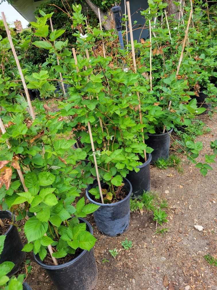 Blackberry Tree