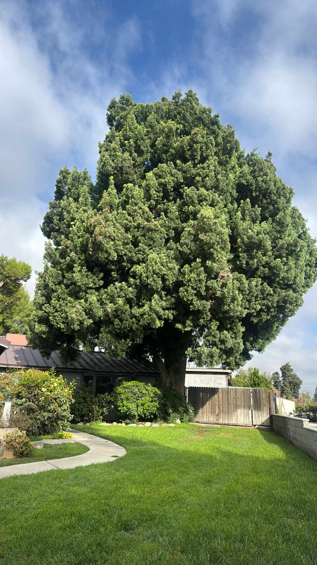 Trees Trimming