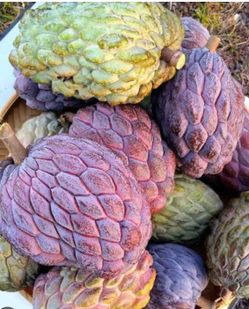 New  sugar apple varieties / vina lavender atemoya trees