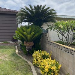 Sago Palm 