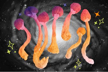 Dehydrated mushrooms