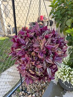 Tradescantia Zebrina Hanging Basket Plant