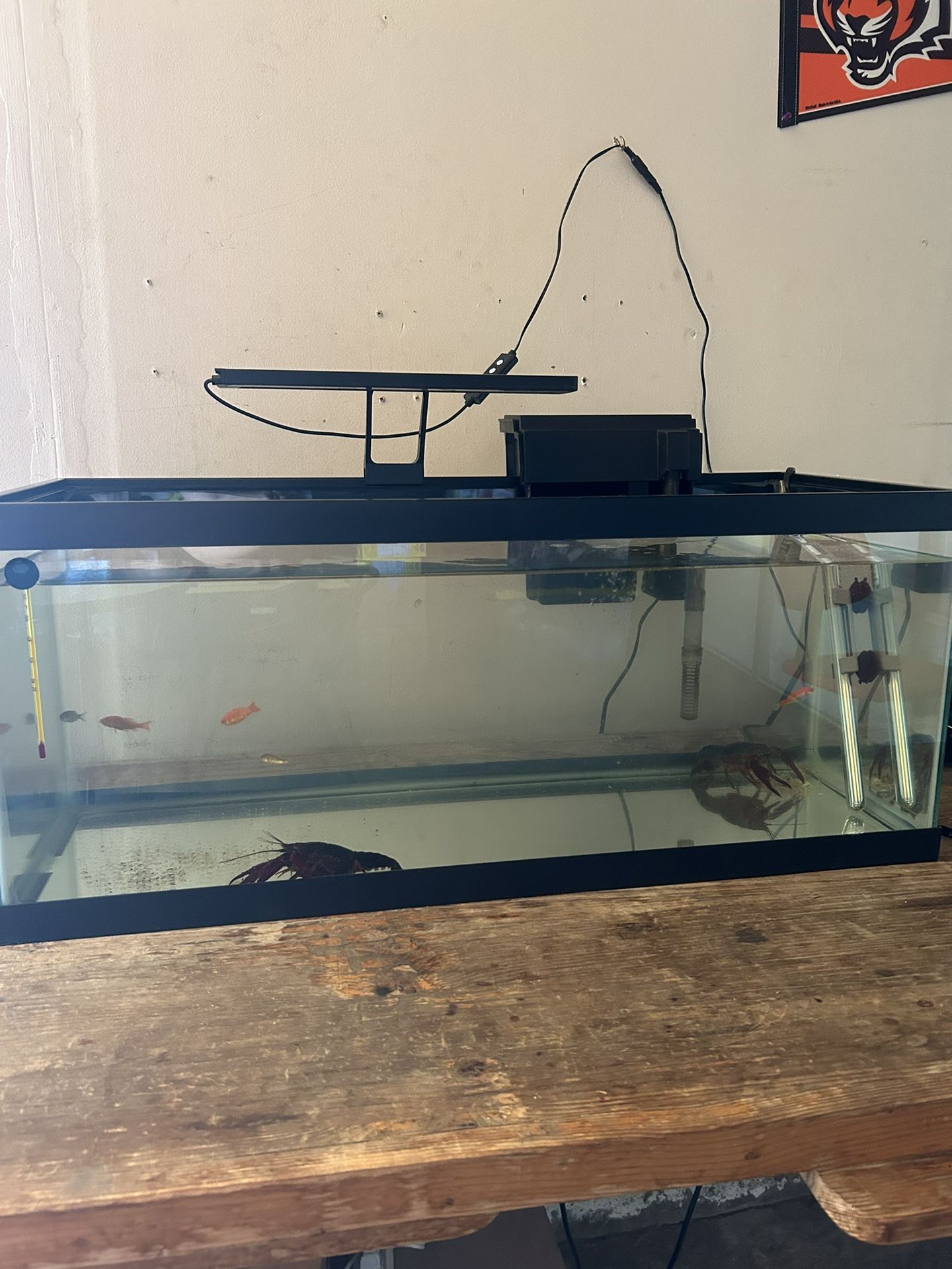 20 Gallon Long Fish Tank