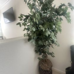 Fake Plant 6ft Tall