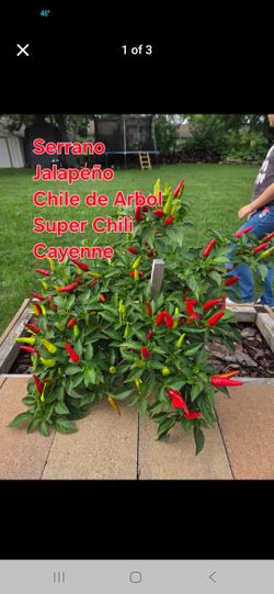 Semillas De Chiles 