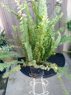 planta de elecho